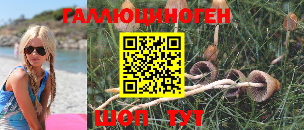 Котлас  Псилоцибиновые грибы Cubensis  Вход с VPN 
